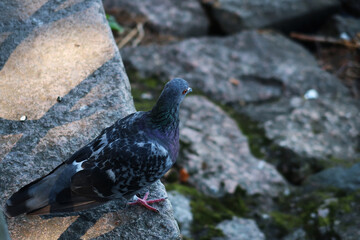 Pigeon in the city at embrakement