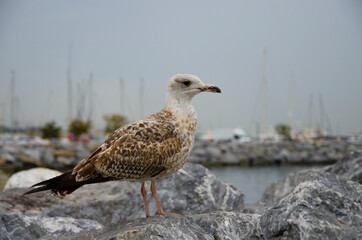 seagull on the beach