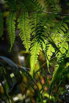 Close up Urwald Vegetation in Africa