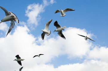 seagulls in flight