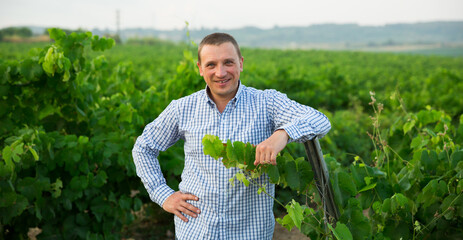 Portrait of male farmer standing near grapes in vineyard at summertime