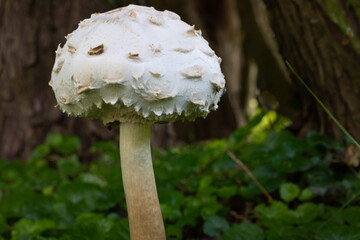 White poisonous mushroom close-up on the background of nature. Space for text