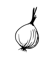 Hand-drawn simple vector drawing. Onion head isolated on white background. Healthy foods, vegetables, vegetarian. Recipe, ingredient, menu.