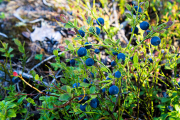 Fresh blueberries in the forest