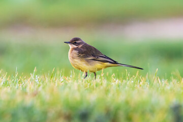 Western Yellow WagtailMotacilla flava Costa BAllena Cadiz