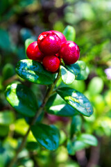 Ripe red lingonberry in the summer forest