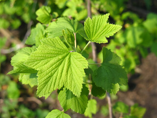 Grape leaf