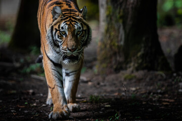Fototapeta na wymiar Tiger in the jungle