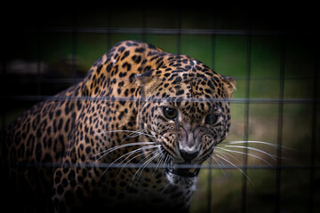 Fototapeta na wymiar Agressive Panther in the cage