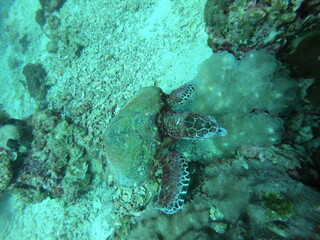 turtle sea swims in blue water