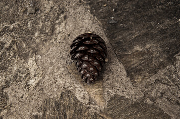 pine cone on the ground