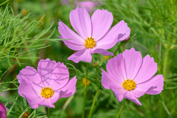 コスモス