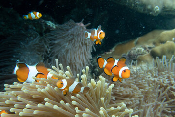 Coral Reef and Tropical Fish in Thailand fish. Beautiful Undersea world. Beautiful Blue water.
