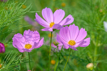 コスモス