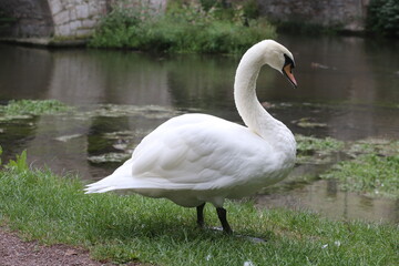 A swan on the edge of a lake in the inner city of Weimar in Germany