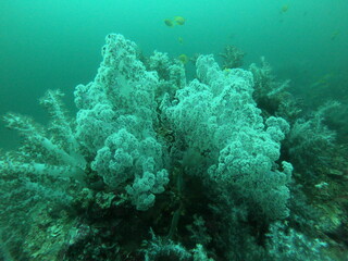 Fototapeta na wymiar Coral Reef and Tropical Fish in Thailand fish. Beautiful Undersea world. Beautiful Blue water.