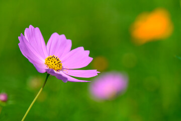 コスモス