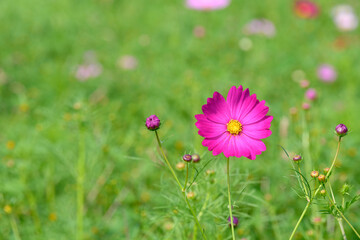 コスモス