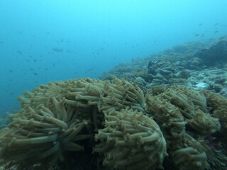 Coral Reef and Tropical Fish in Thailand fish. Beautiful Undersea world. Beautiful Blue water.