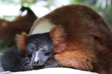Red ruffed lemur (Varecia rubra) sleeping