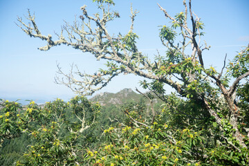 mountain landscape in galicia