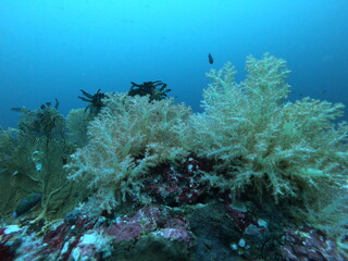 Coral Reef and Tropical Fish in Thailand fish. Beautiful Undersea world. Beautiful Blue water.