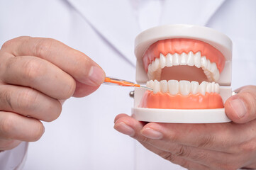 Fototapeta na wymiar A dentist holding a tooth model and an interdental brush.