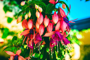 Closeup shot of fuchsias