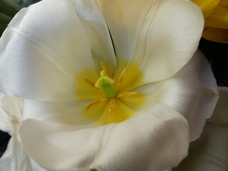 Fototapeta na wymiar White tulip macro