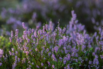 heather blooms in the forest in autumn