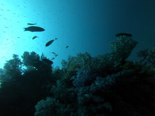Coral Reef and Tropical Fish in Thailand fish. Beautiful Undersea world. Beautiful corals. A lot of fish. Blue water.