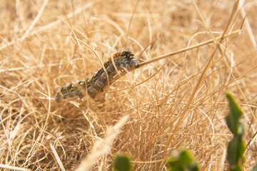 caterpillar climbing up the grass