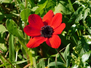 A wild Anemone coronaria flower, in Attica, Greece