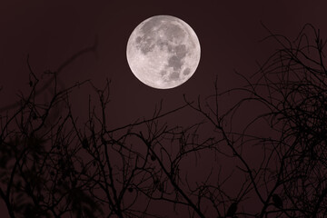 Full moon with silhouette tree branch in the night.