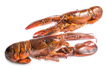 Cooked lobster isolated on white,Steam Canadian lobster isolated on white background.