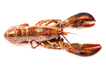 Cooked lobster isolated on white,Steam Canadian lobster isolated on white background.