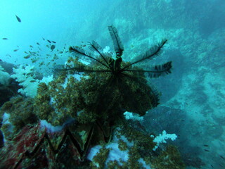 Coral Reef and Tropical Fish in Thailand fish. Beautiful Undersea world. Beautiful Blue water.