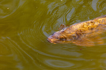 Fototapeta premium Fish swimming in lake in a park