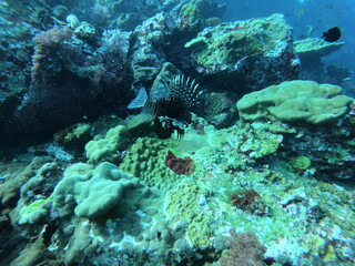 Naklejka na ściany i meble Coral Reef and Tropical Fish in Thailand fish. Beautiful Undersea world. Beautiful corals. A lot of fish. Blue water.