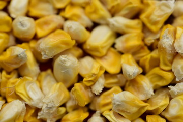 Corn kernels close-up picture Prepared as a seed