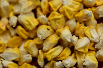 Corn kernels close-up picture Prepared as a seed