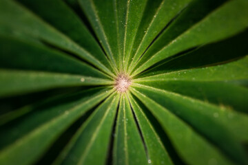 Fototapeta na wymiar Closeup green plant background. Detail lupine leaf