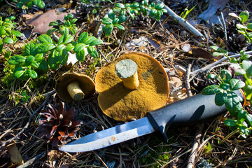 Cut mushrooms in the forest