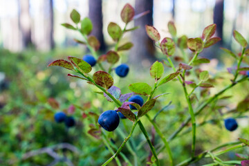 Fresh blueberries in the forest