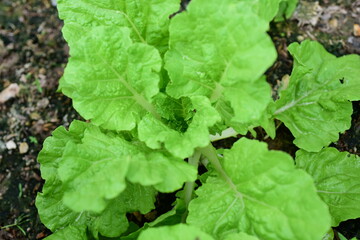 Organic green leafy vegetables Planted next to the house