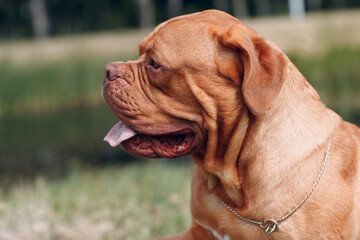 Profile portrait Dogue de Bordeaux. Purebred French Mastiff dog.