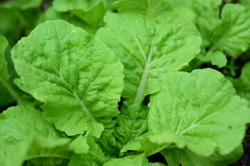 Green fresh vegetables in the elephant home garden