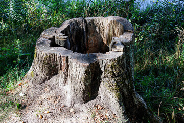 hollow tree stump