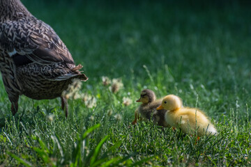 two dear baby ducks walk in the grass
