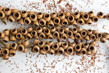 Dried seeds of red bottle brush tree on white background.Mediterranean country plant